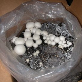 Magic Mushrooms Image